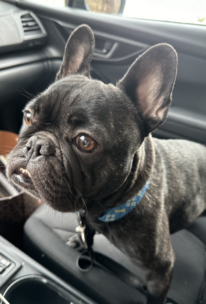 Photo of Oscar the black french bulldog standing in the car 